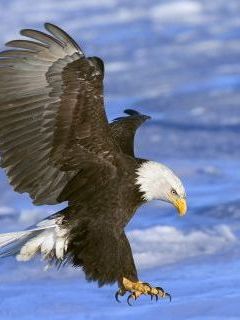 Bald Eagle in Flight, Alaska.jpg